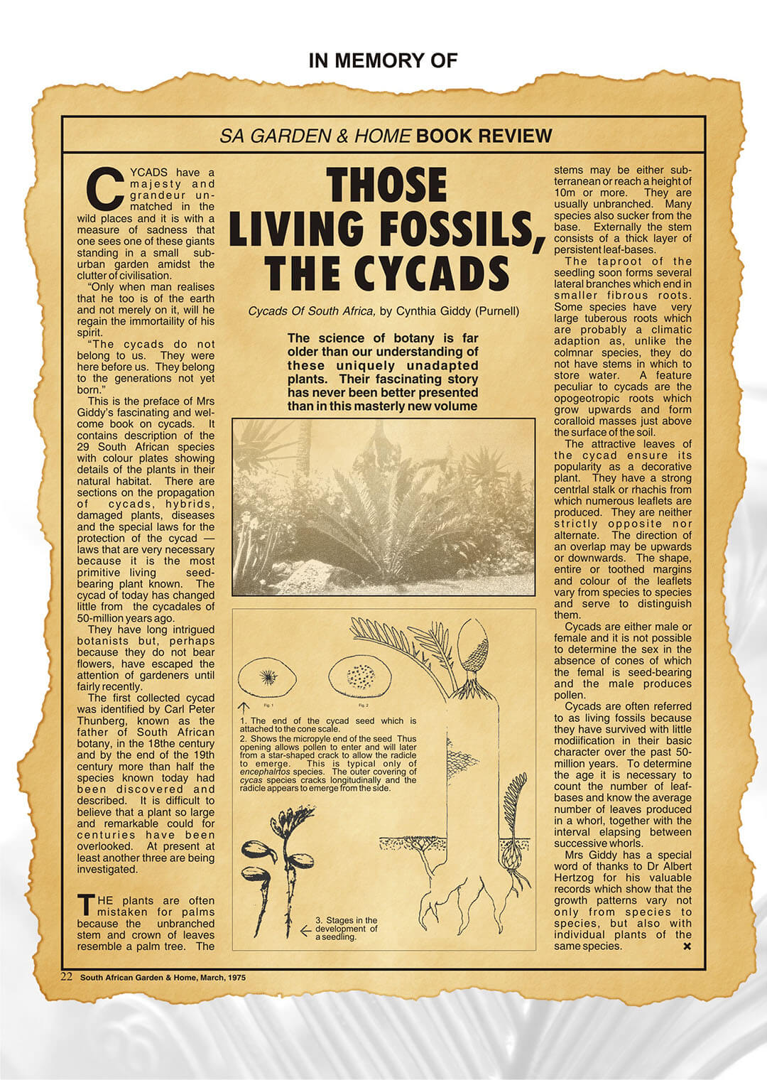 CYCAD WORLD SUPER FINAL BOOK SA Garden Page